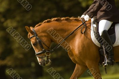 jockey on a beautiful horse