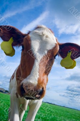 cute curious baby cow