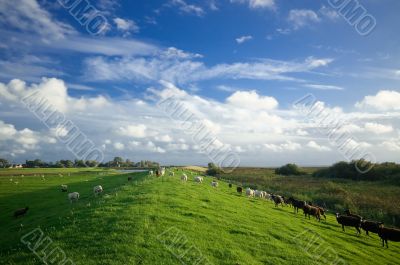 dutch farmland  landscape