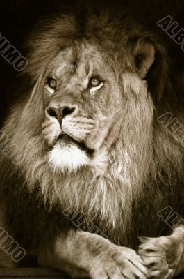 big african male lion