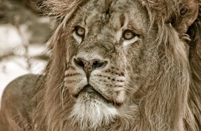 big african male lion