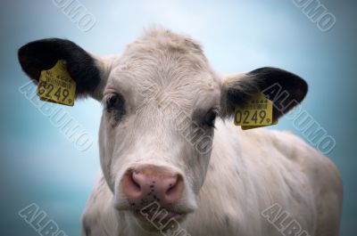 baby cow