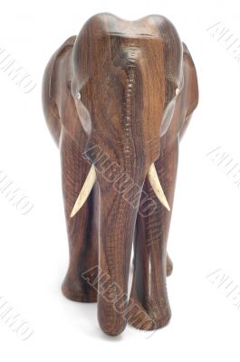 elephant en face