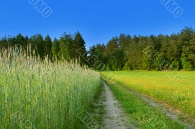 beautiful rural scene