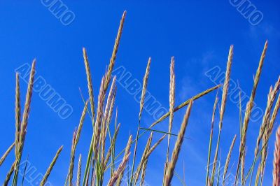 ears on a blue sky