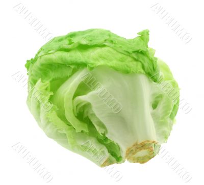 lettuce head