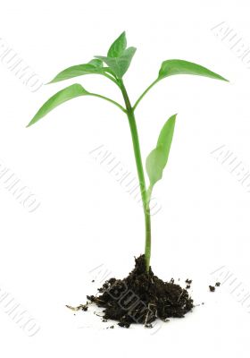 newborn plant with soil on white #2