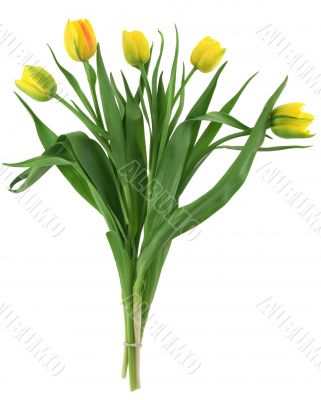 bunch of yellow tulips