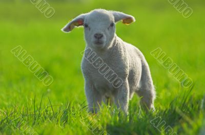 cute lamb on green grass
