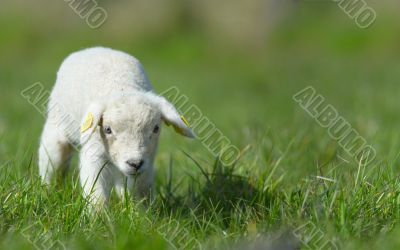 cute lamb in spring