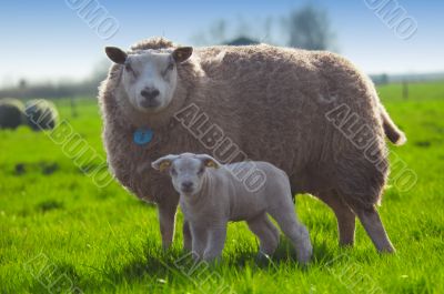 sheep and her cute little lamb