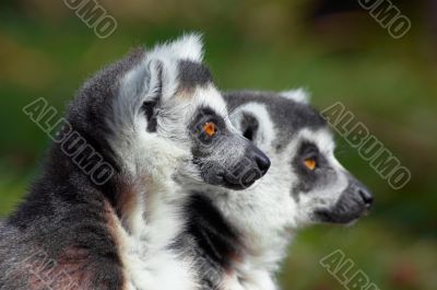 two cute ring-tailed lemurs