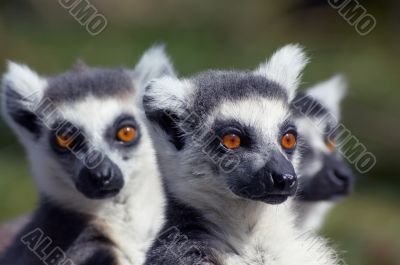 A group of cute looking ring-tailed lemurs