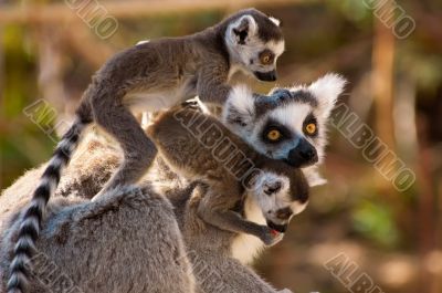 A goup of cute ring-tailed lemurs
