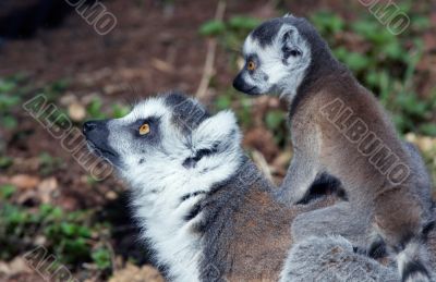 baby ring-tailed lemur on mothers back