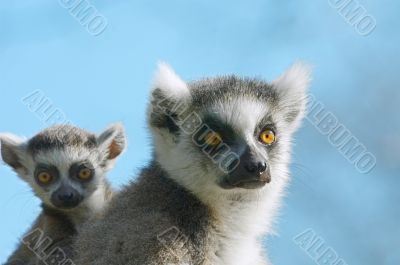 baby ring-tailed lemur on mothers back
