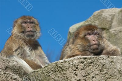 two barbary apes
