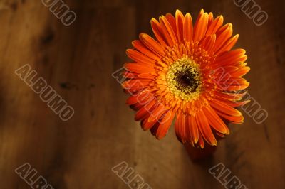 Orange flower