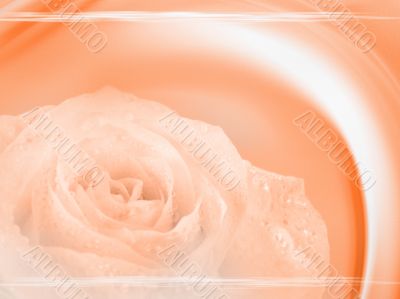 Elegance Design or art element Elegance Design or art element