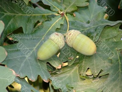 Acorns in a beam of the sun