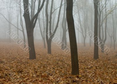 fog in the autumn forest