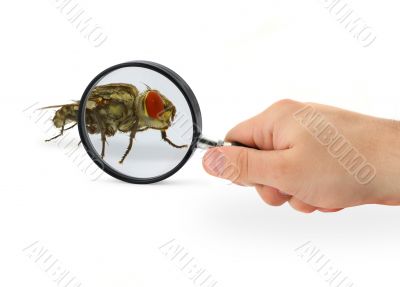 hand magnifying fly
