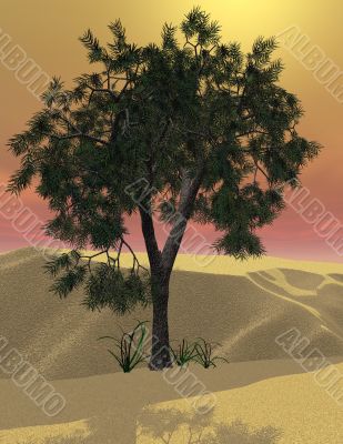 Cedar of Lebanon desert tree