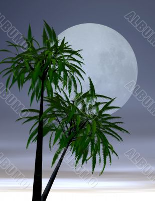 Lover`s moon in the tropics