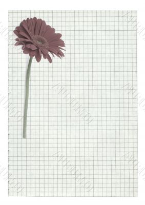 XXL size squared paper page with flower motive