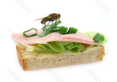 home fly sitting on delicious ham sandwich