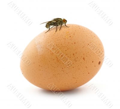 home fly sitting on egg