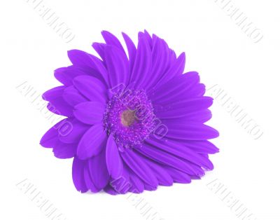 purple gerbera isolated on white