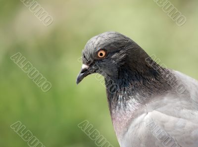Pigeon