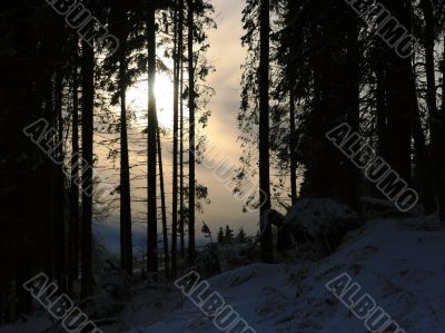 Silhouettes of Trees