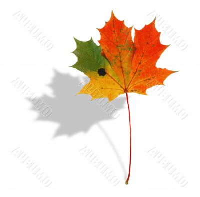 multicolored maple leaf with shadow