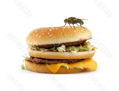 home fly sitting on appetizing hamburger