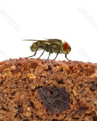 home fly sitting on slice of bread