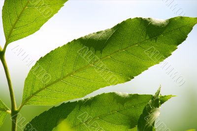 Leaves