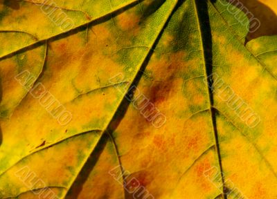Leaf closeup
