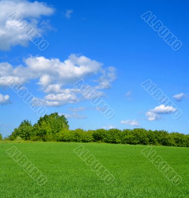 idyllic summer landscape
