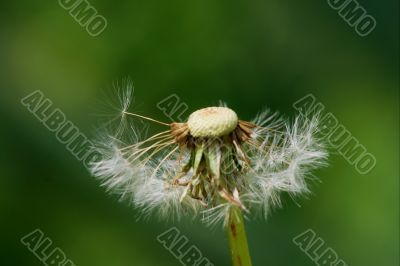 Dandelion