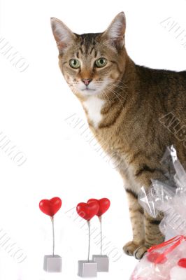 My sweet Valentine My sweet Valentine