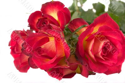 Red Rose (Pride of Kenya)