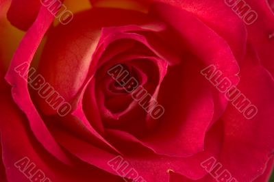 Rose (Pride of Kenya)