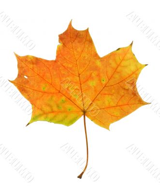maple leaf on pure white background