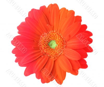 multicolored gerbera flower