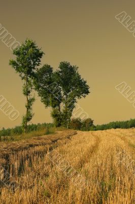 mystic landscape