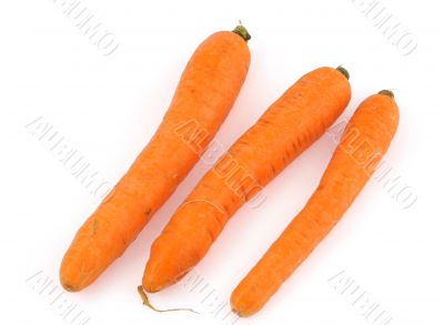 three carrots on white background.jpg