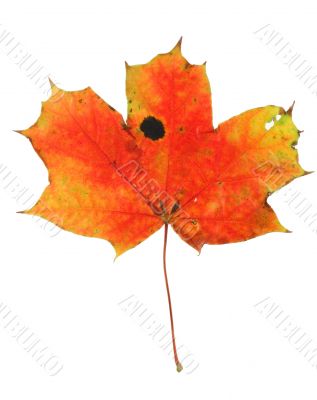 vivid maple leaf with holes and spots #2