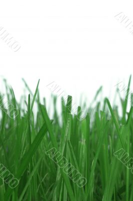 grass on white